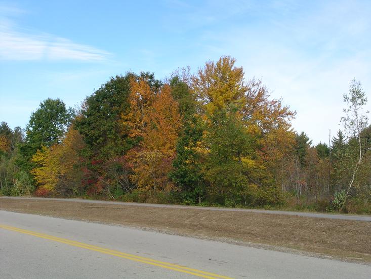Some trees along the road