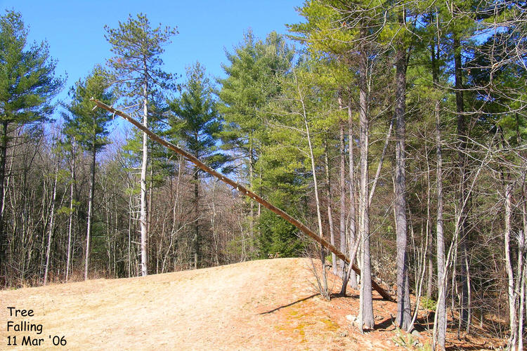 A tree has fallen in the yard