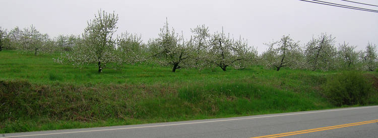 12 of 12: One of the many apple orchards in Hollis, NH