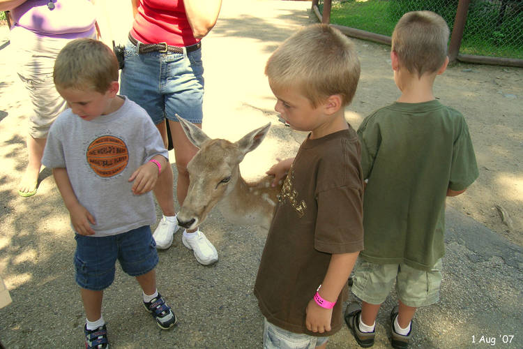 Boys petting a deer
