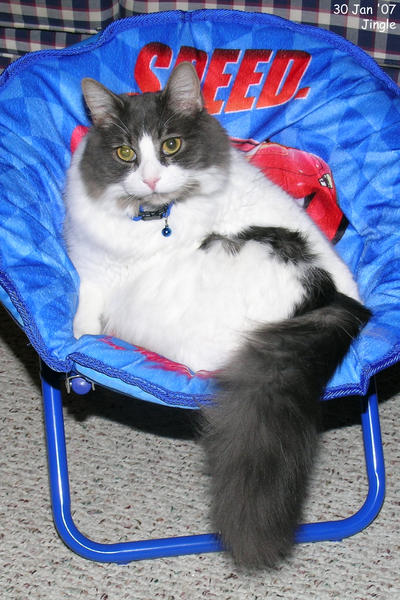 Jingle sits in the boys' new chairs