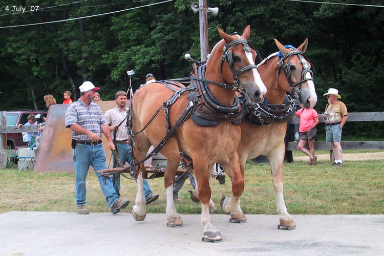 A pair of horses getting ready for the horse pull competition