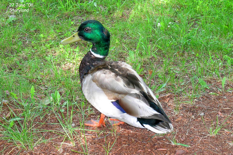 A duck wandering the Storyland grounds