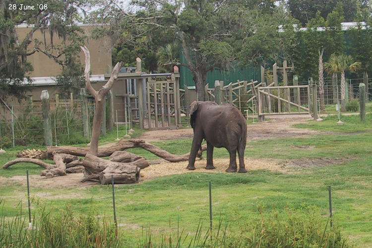 Claire photographed this elephant