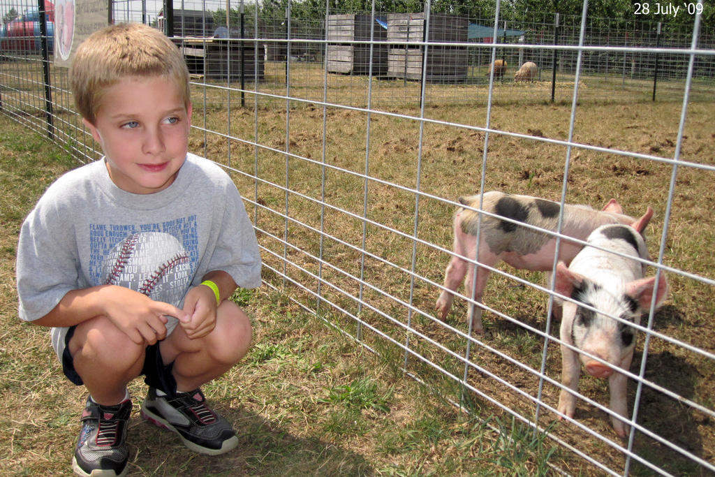 Timothy with some piglets