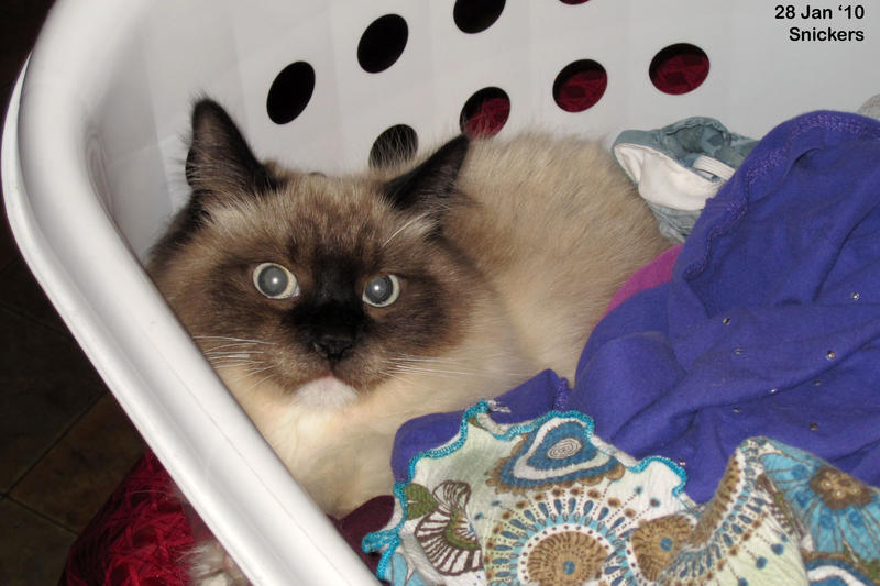 Snickers in a laundry basket