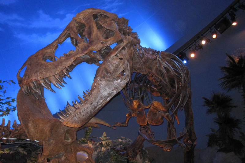 the Indianapolis Childrens Museum Dinosaur Exhibit