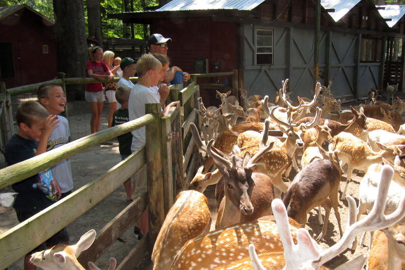 Deer Forest Fun Park