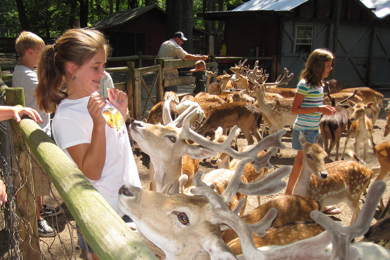 Claire gets cornered by a herd of deer