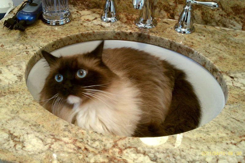 Snickers curled in the bathroom sink