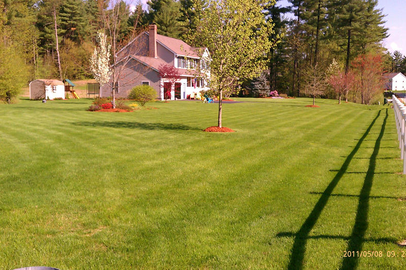 The yard in spring after the first mowing