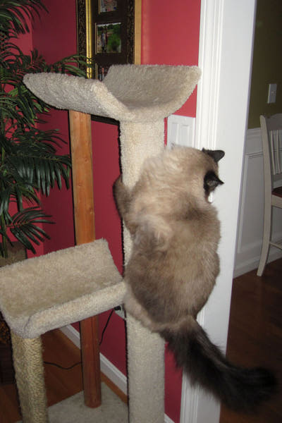 Snicker climbing his cat podium